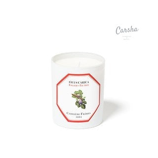 Carriere Freres C.freres Pfm Ficus Carica - Fig Tree | Carsha