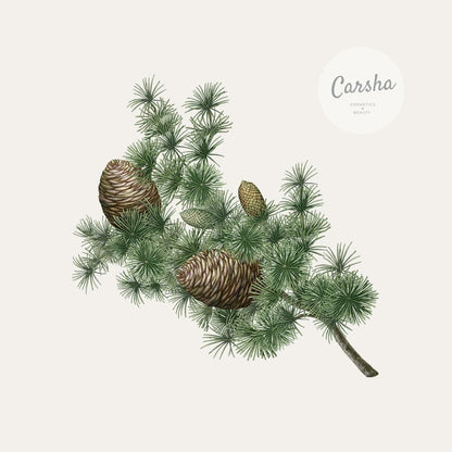 Carriere Freres Cedar Botanical Palet | Carsha
