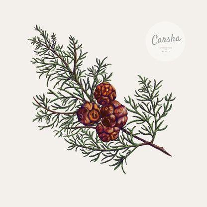 Carriere Freres Cypress Botanical Palet | Carsha